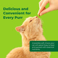 A close-up of an orange cat looking up at a hand offering a treat