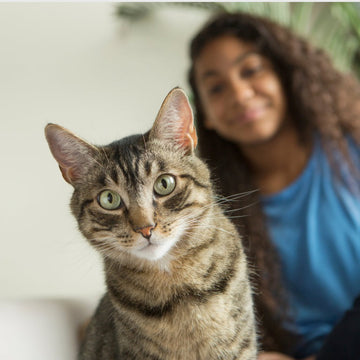 A close-up of a striped tabby cat with bright green eyes