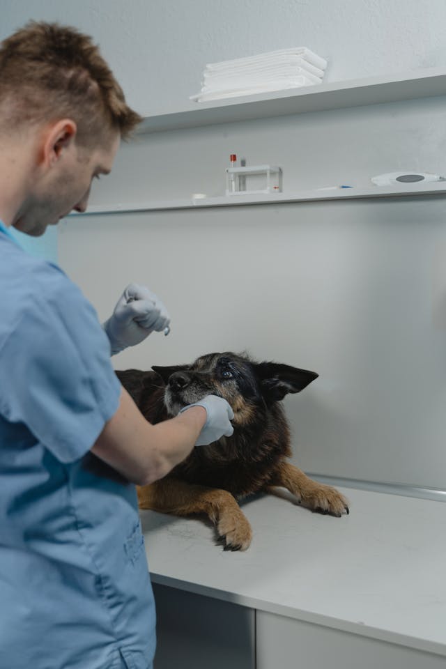 A veterinarian in scrubs examines a German Shepherd